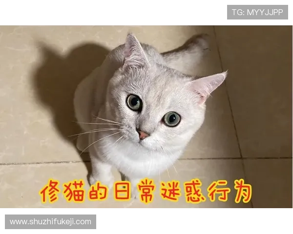 40 鍒嗗垱绾綍浠嶆樉鐤叉€侊紒鏉颁鸡濞侊細鑵垮儚鐏岄搮锛屽お绱簡闅炬帺閫忔敮 40 鍒嗗垱绾綍浠嶆樉鐤叉€侊紒鏉颁鸡濞侊細鑵垮儚鐏岄搮锛屽お绱簡闅炬帺閫忔敮